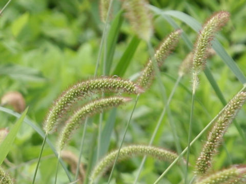 Setaria glauca