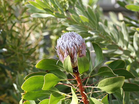 Protea cynaroides cv. Summer