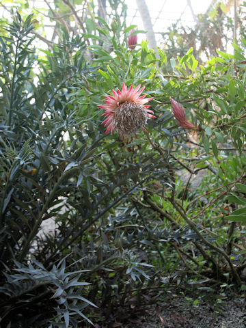 Protea cynaroides