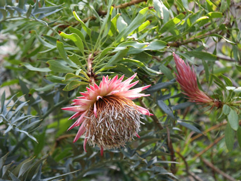 Protea cynaroides