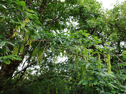 Laburnum anagyroides