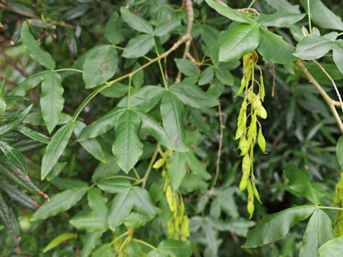 Laburnum anagyroides