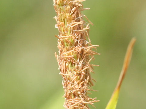 Carex persistens