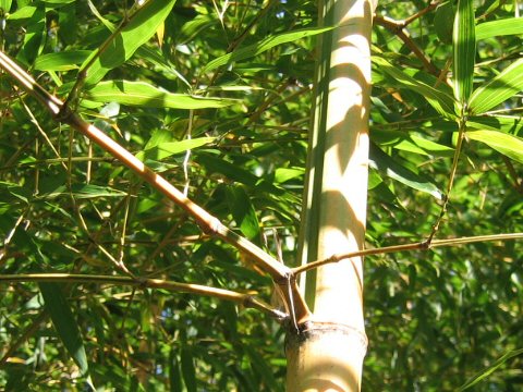 Phyllostachys bambusoides f. castiloni