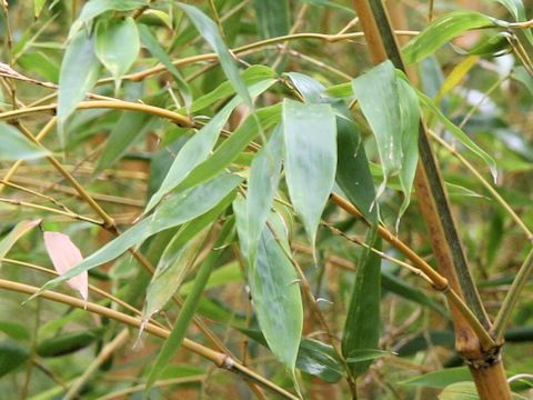 Phyllostachys bambusoides f. castiloni