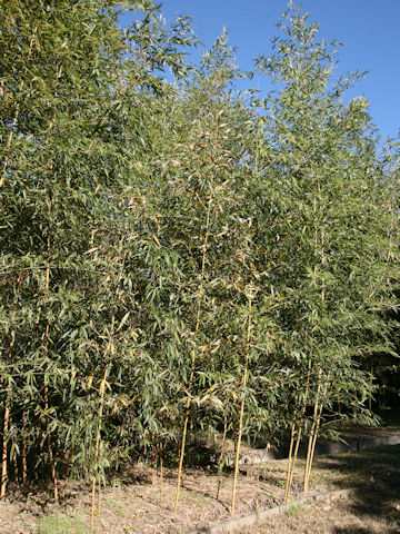 Phyllostachys bambusoides f. castiloni