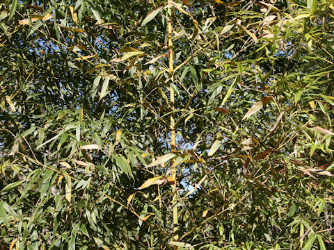 Phyllostachys bambusoides f. castiloni