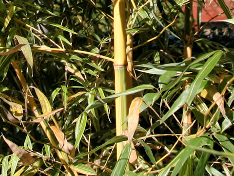 Phyllostachys bambusoides f. castiloni