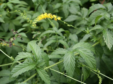 Agrimonia pilosa var. japonica