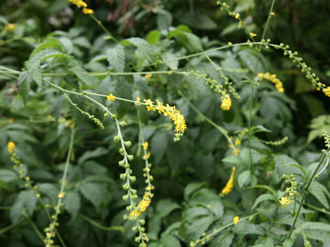 Agrimonia pilosa var. japonica