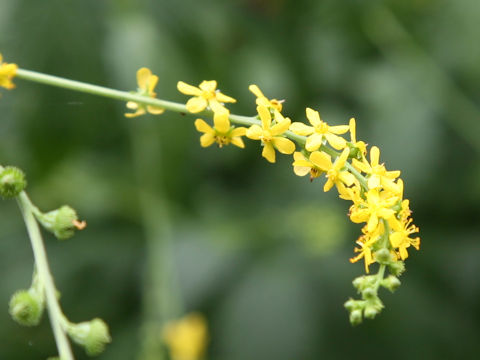 Agrimonia pilosa var. japonica