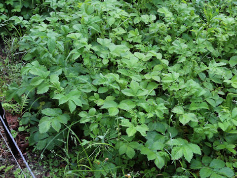 Agrimonia pilosa var. japonica