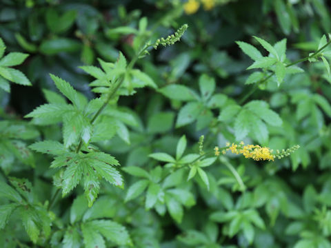 Agrimonia pilosa var. japonica