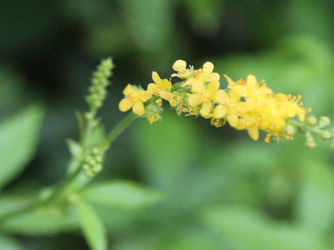 Agrimonia pilosa var. japonica