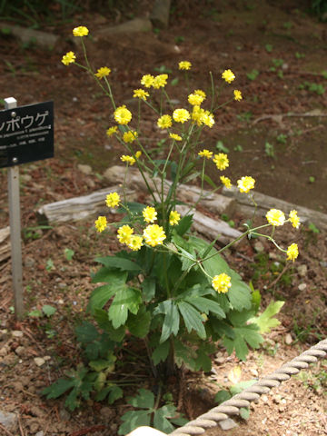 Ranunculus japonicus f. pleniflorus