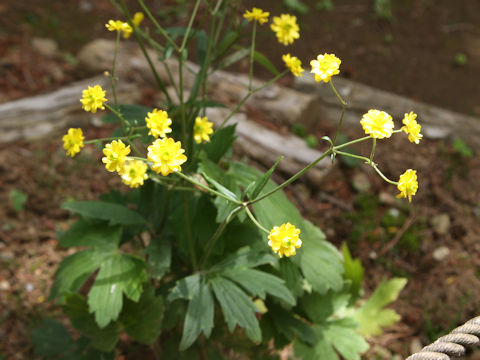 Ranunculus japonicus f. pleniflorus