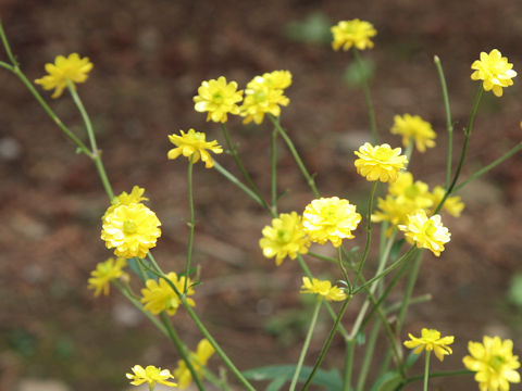 Ranunculus japonicus f. pleniflorus