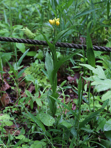 Cephalanthera falcata