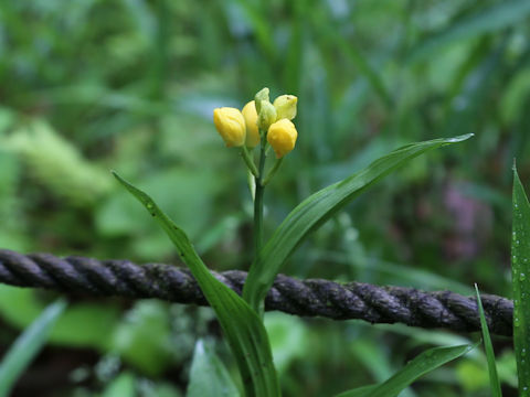 Cephalanthera falcata