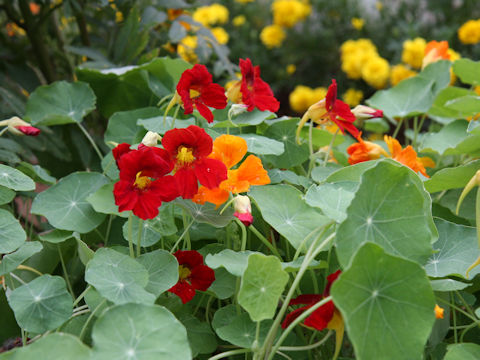 Tropaeolum majus cv. Jewel Mix