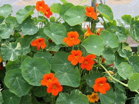 Tropaeolum majus cv. Jewel of Africa