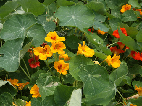 Tropaeolum majus cv. Jewel of Africa