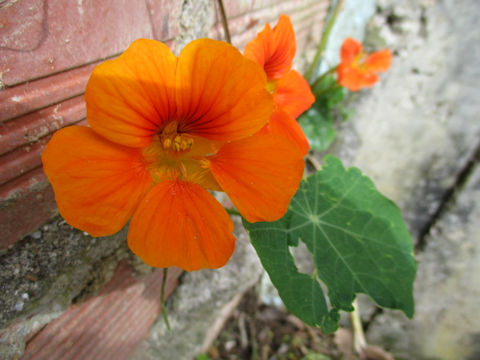 Tropaeolum majus