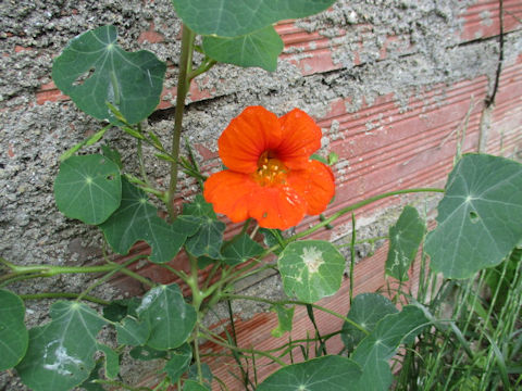 Tropaeolum majus