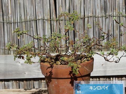 Dasiphora fruticosa