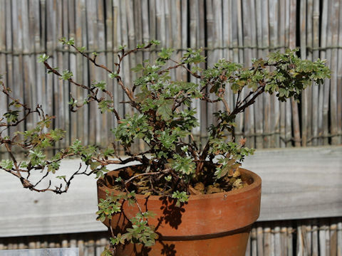 Dasiphora fruticosa