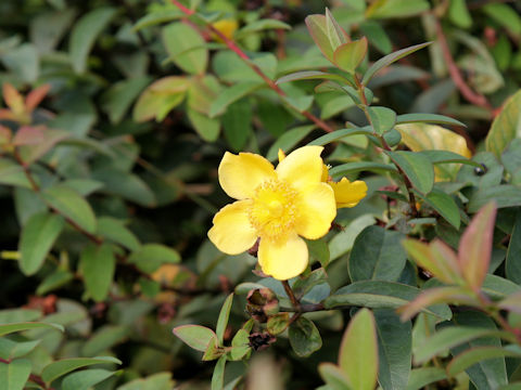 Hypericum patulum