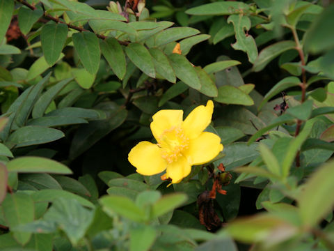 Hypericum patulum