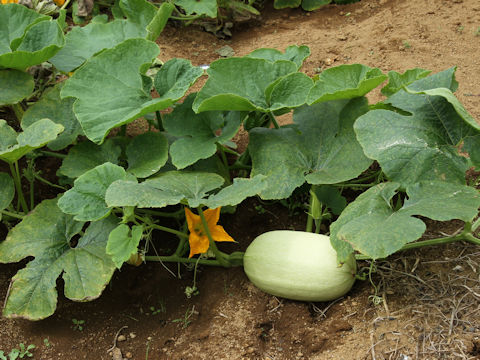 Cucurbita pepo