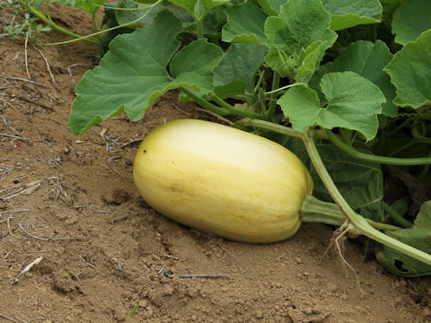 Cucurbita pepo