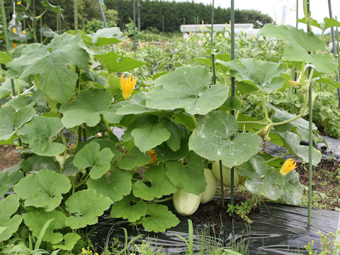 Cucurbita pepo