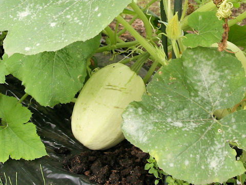 Cucurbita pepo