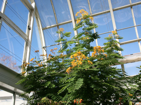 Poinciana pulcherrima cv. Flava