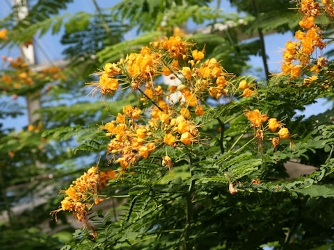 Poinciana pulcherrima cv. Flava