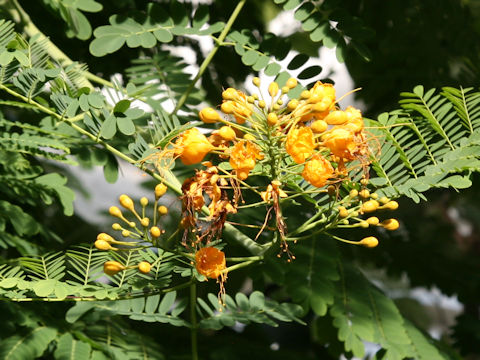 Poinciana pulcherrima cv. Flava