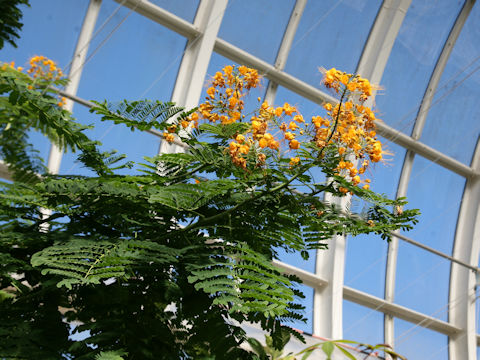 Poinciana pulcherrima cv. Flava