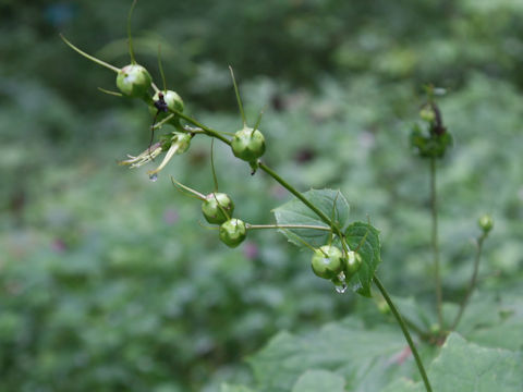 Kirengeshoma palmata