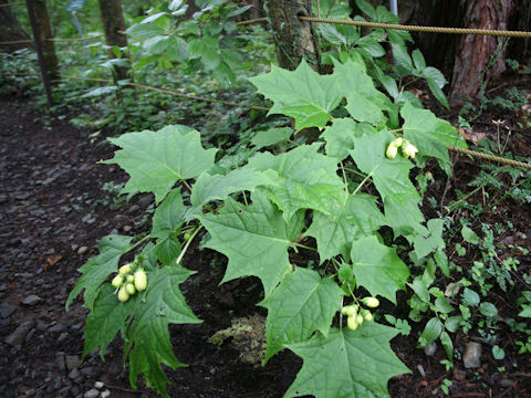 Kirengeshoma palmata