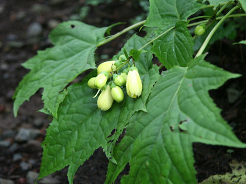 Kirengeshoma palmata