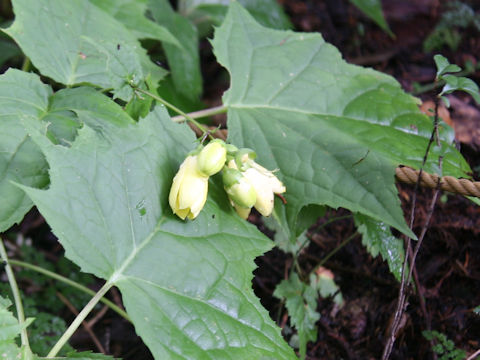 Kirengeshoma palmata