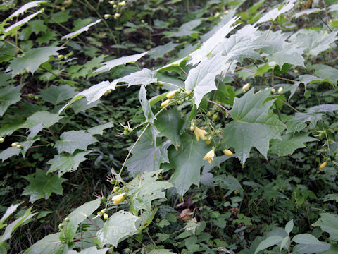 Kirengeshoma palmata