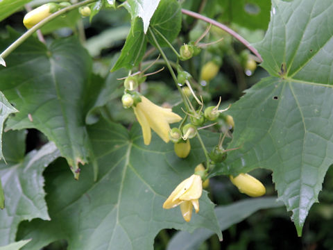 Kirengeshoma palmata