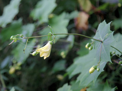 Kirengeshoma palmata