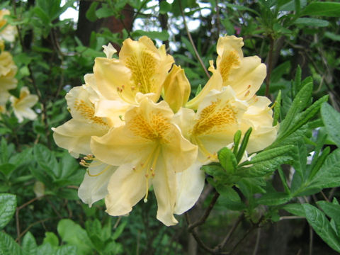 Rhododendron japonicum f. flavum