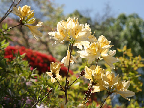 Rhododendron japonicum f. flavum