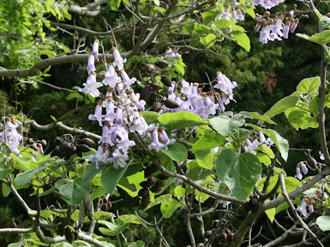 Paulownia tomentosa